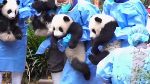 How many pandas can you pick up a day？