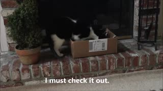 Cat Wants New Job