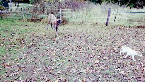 Excited puppy gets zoomies with Great Dane