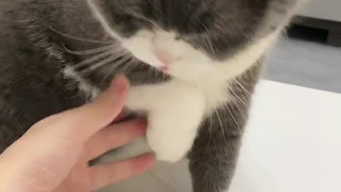 The Hilarious Antics of a Cute Cat: You Won't Believe What Happens!