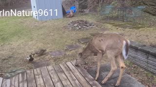 Deer brings a pair of ducks with him