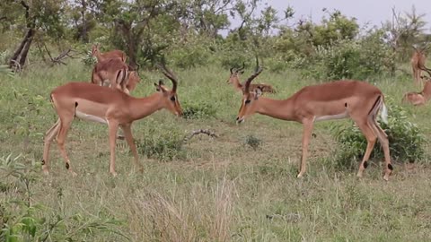 Impala Rams fighting | CloudCast