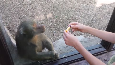 Monkeys react to magic