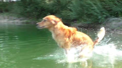 Waterfun & Retrieving by Sent