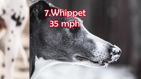 Worlds fastest dog latest