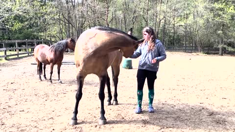 Horse Yoga. Sven doing some carrot stretches to work out the kinks in his neck and spine