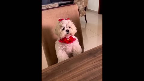 New Funny Animals and Dogs Videos😂 Funniest Cats🤣