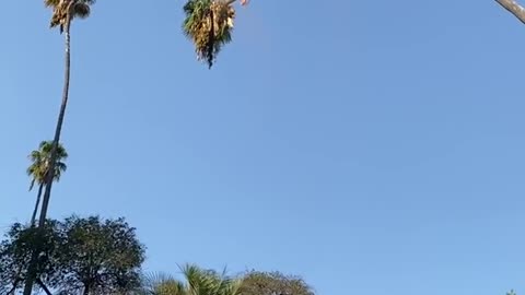 Man Risks His Life By Cutting 100-Foot Californian Palm Tree