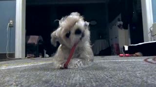 Clever dog learns how to brush his own teeth