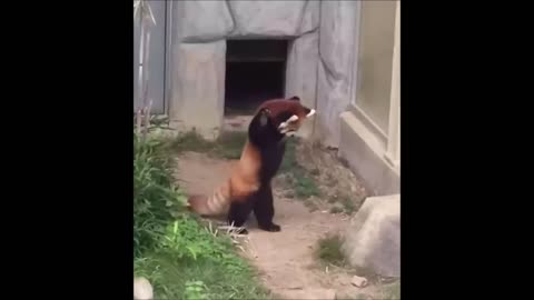 Cute Red Panda Moments - Adorable Compilation