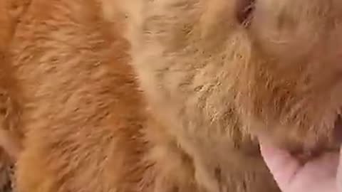 Animals fun video
