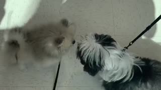 Pomeranian Puppy Met A New Friend
