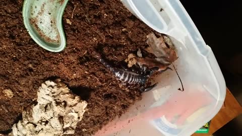 Pet Malaysian Forest Scorpions
