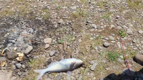Can You Really Catch Fish in Rio Grande River?