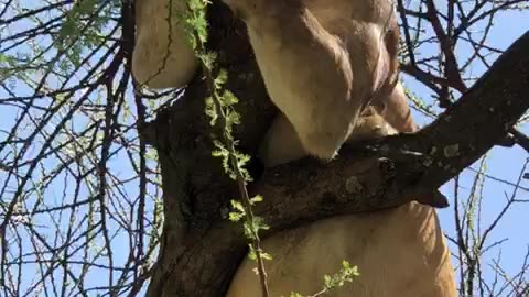 Sleeping Lion on the tree