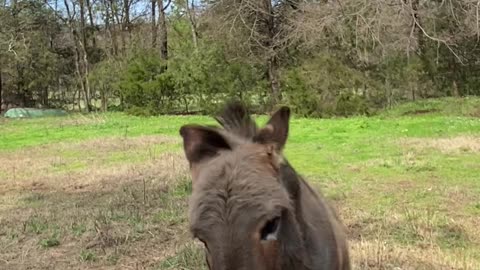 Donkey Goes Crazy for Peg-Legged Pirate Chicken