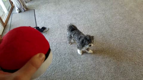 Daddy has a PokeBall