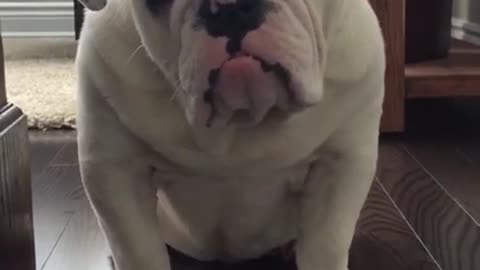 Bulldog puppy comes face to face with biggest fear