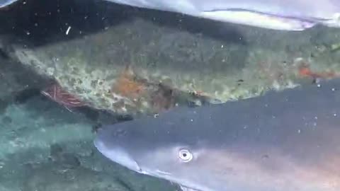 Diving with sand tiger sharks really close!