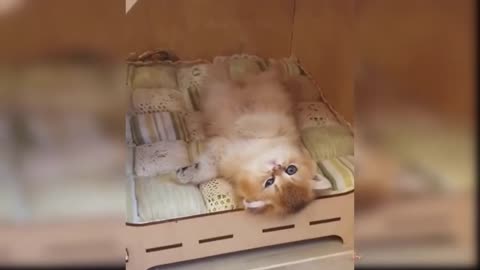 Funny cats dancing and playing games