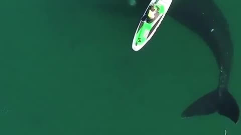 Unbelievable whale moments