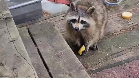 The Mischievous Sunny The Raccoon Chomps Down On An Apple In This Video! #shorts