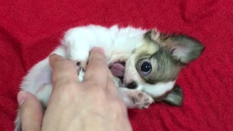 Cute Chihuahua tummy rub,belly rub