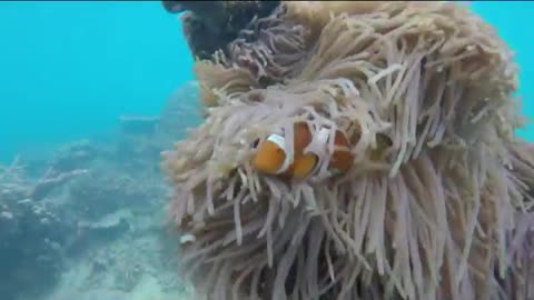 Fast Diving in Tioman Island - Malaysia