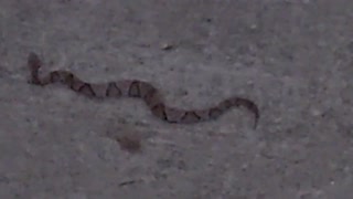 Southern Copperhead snake/venomous