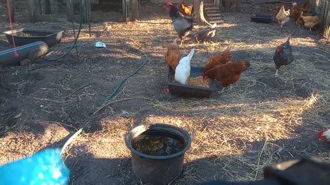Chicken Chores & My Broody Buff Orpington Killed
