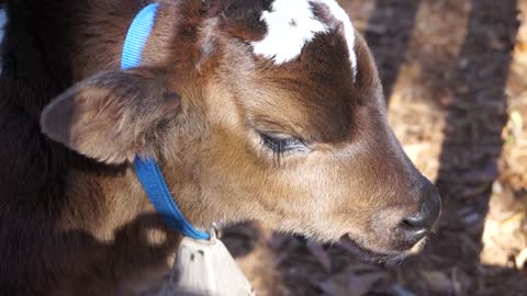 Calf Baby Cow Stock