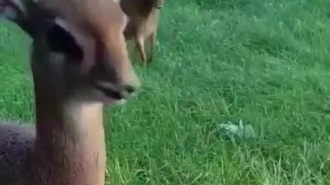 Baby deer eat in front of the camera
