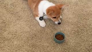 Corgi Puppy Protests Breakfast