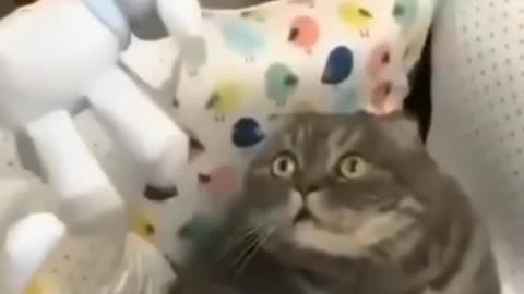 Funny Cat-Frightened look🐈