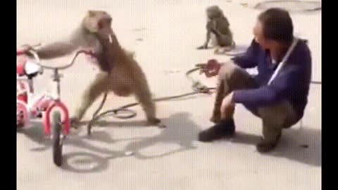 Funny and Adorable Monkey Videos That Will Surely Make You Laugh – Funny and Adorable Monkey Moments