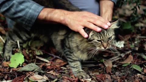 Man petting a cat in nature