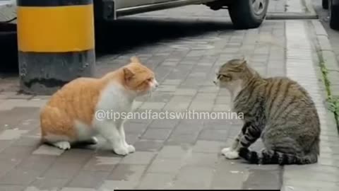 Funny Cats | Cat Fights | Cat Talk | Pet Animals