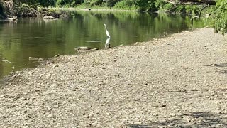 Great White Egret social distancing 😀