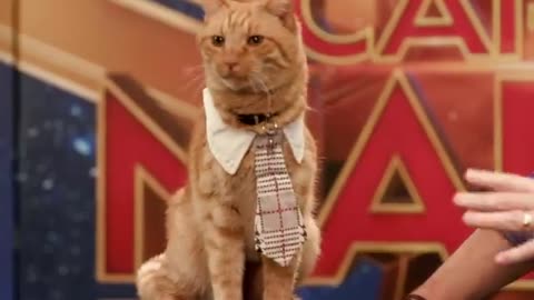 Goose the Cat gets ready for the Captain Marvel Red Carpet!_Cut