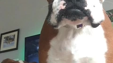 Boxer protects puppy from scary iPad