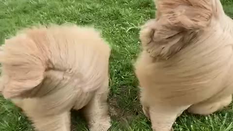 Two Floofs Sit In Strong Wind