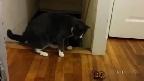 Scaredy Cats Compilation,cat short video