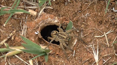 Wolf Spider Is Cautious