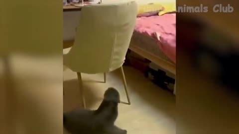 Funny Animal Videos 2022 - Best Dogs And Cats Videos