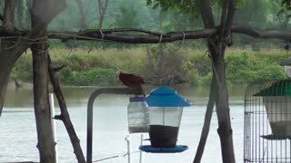 120 Toussaint Wildlife - Oak Harbor Ohio - Northern Flicker - Cardinal