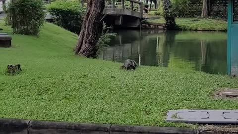 Lumphini Park, Bangkok, Thailand