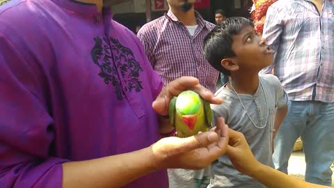 Parrot bird price at pet bird market Bangladesh