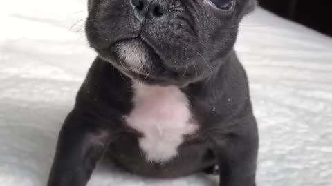 The cutest puppy of YouTube 🥰 #shorts #cuteanimals #frenchbulldog