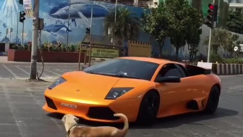 Dog be like: ''I don't give a fuck about your lambo''
