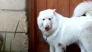 Samoyed and owner engage in very serious conversation